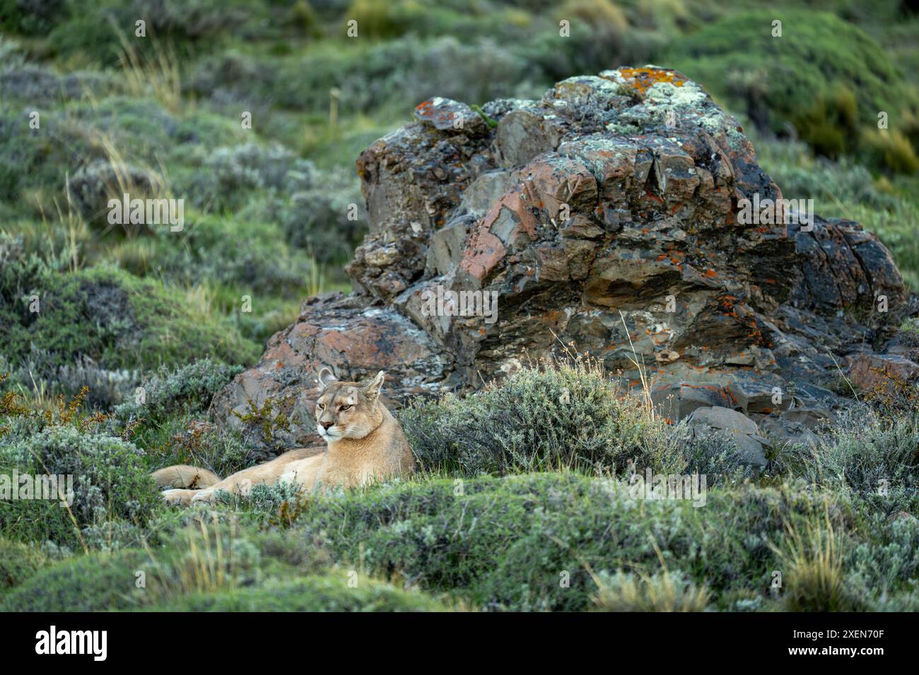 Puma (Puma concolor) liegt am Felsen auf buschigem Hügel im Torres del Paine Nationalpark, Chile Stockfoto