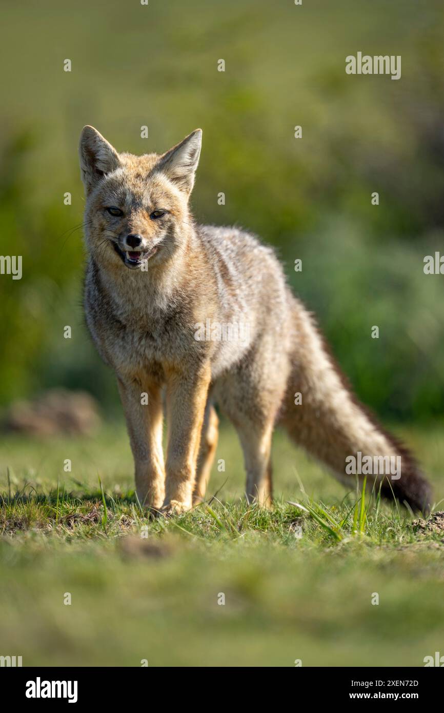Nahaufnahme des südamerikanischen Graufuchses (Lycalopex griseus) befindet sich auf der Ebene im Torres del Paine Nationalpark in Chile Stockfoto