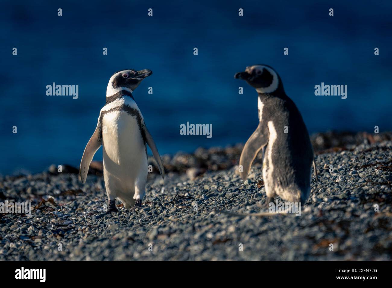 Zwei Magellanpinguine (Spheniscus magellanicus) am Strand bei Sonnenschein; Magdalena Island, Chile Stockfoto