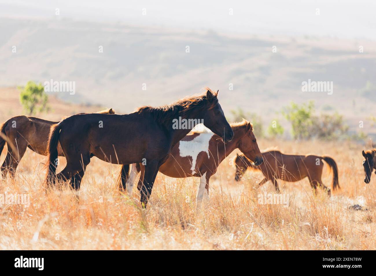 Pferde im warmen Sonnenlicht auf einer indonesischen Insel; Mondu, Kecamatan Kanatang, Kabupaten Sumba Timur, Nusa Tenggara Timur, Indonesien Stockfoto
