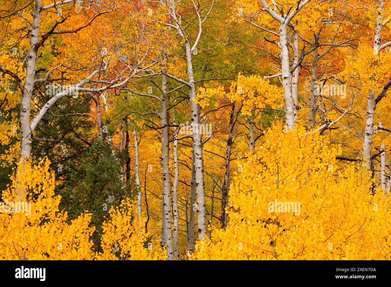 Aus nächster Nähe sehen Sie Aspen (Populus tremuloides) im Wald, der mit goldenen Herbstfarben in Colorado explodiert Stockfoto