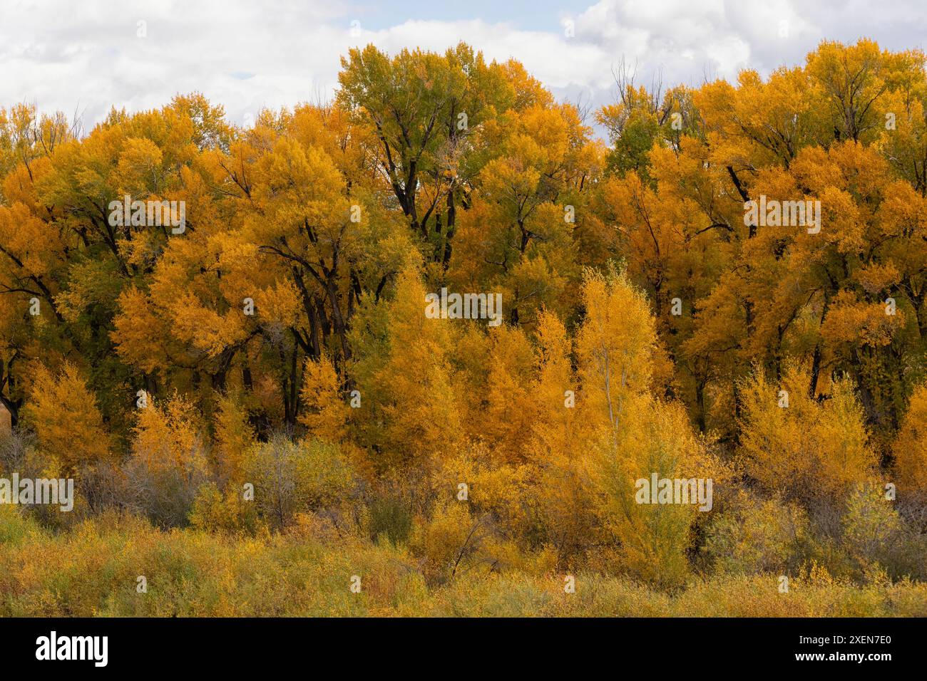 Aus nächster Nähe sehen Sie goldene Espenbäume (Populus tremuloides) im Wald und schaffen eine virtuelle Farbpalette im Herbst in Colorado Stockfoto