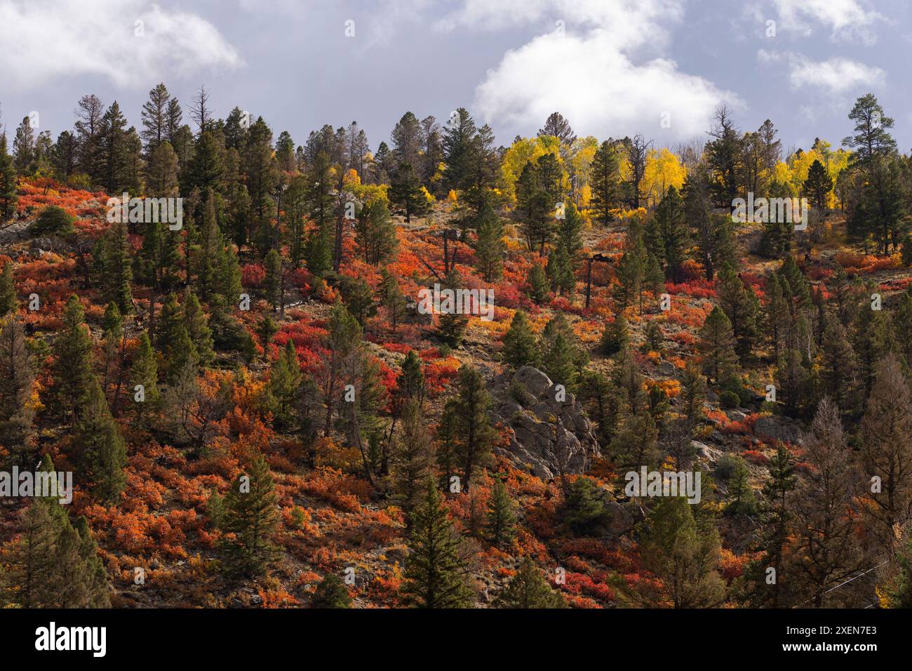 Nahaufnahme eines Bergwaldes mit Nadelbäumen und Sträuchern in Herbstfarben unter blauem Himmel, der eine virtuelle Farbpalette wie das Meer schafft... Stockfoto