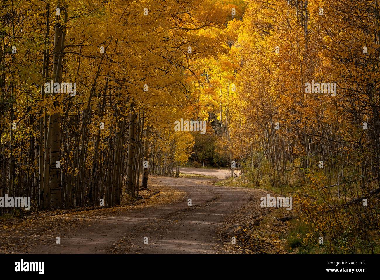 Panoramablick auf die Straße durch herbstfarbenen Aspenwald (Populus tremuloides), der eine virtuelle Farbpalette schafft, wenn sich die Jahreszeit langsam ändert Stockfoto