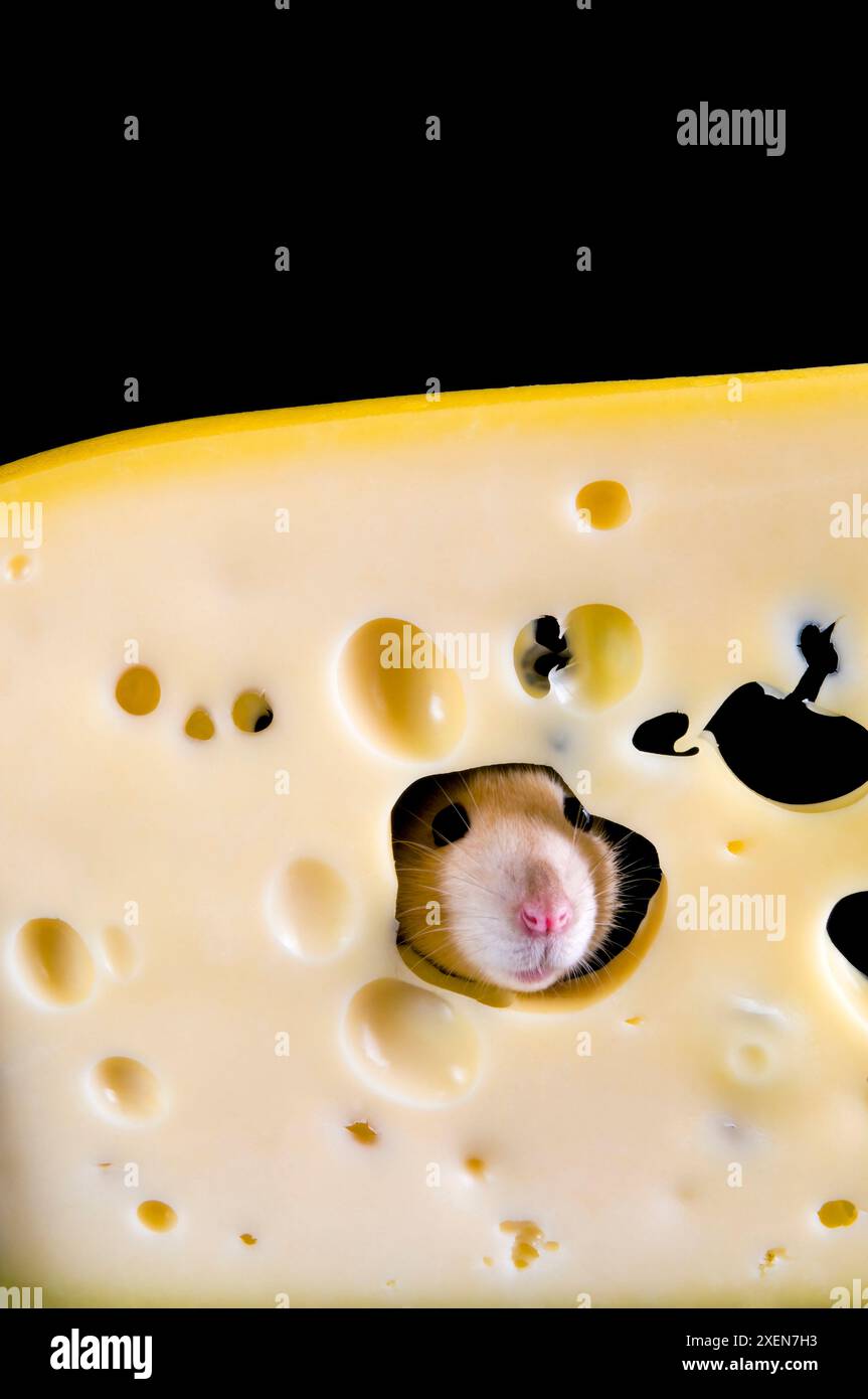 Weiße Ratte in einer Scheibe Käse Stockfoto