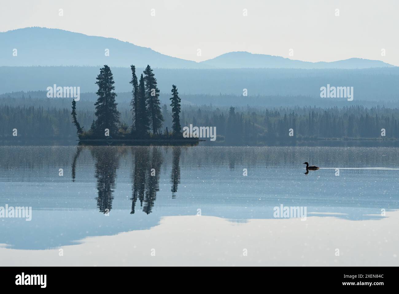 Gavia immer schwimmt im Sommer zur blauen Stunde auf einem ruhigen See. Dies ist der Tarfu-See in der südlichen Seenregion des Yukon Stockfoto