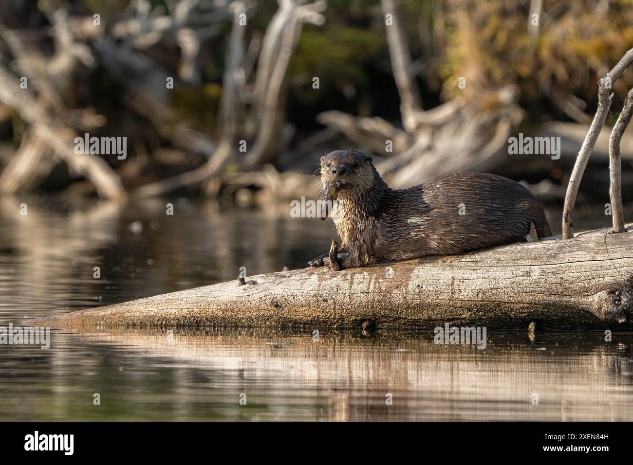Wet River Otter (Lontra candadensis) auf einem Baumstamm am Ufer des Wassers mit einem Fisch in seiner Mündung am Tarfu Lake im Yukon; Yukon, Kanada Stockfoto