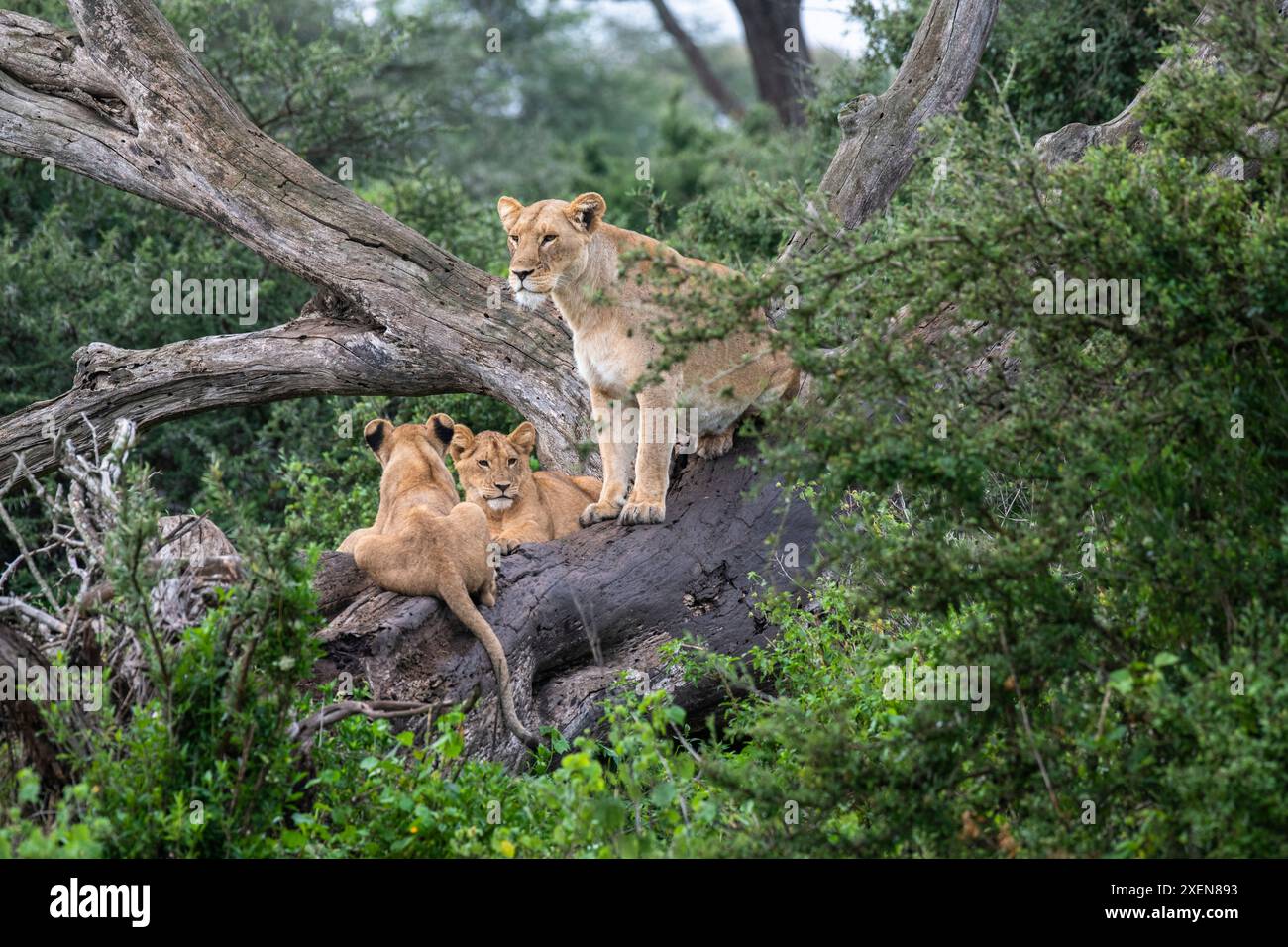 Weiblicher afrikanischer Löwe (Panthera leo) mit zwei großen Jungen, die in einem Baum in der Nähe von Ndutu im Ngorongoro Conservation Area in Tansania ruhen Stockfoto