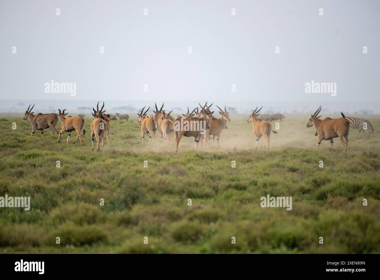 Taurotragus oryx (Taurotragus oryx) auf den offenen Ebenen bei Ndutu im Ngorongoro Conservation Area, Tansania Stockfoto