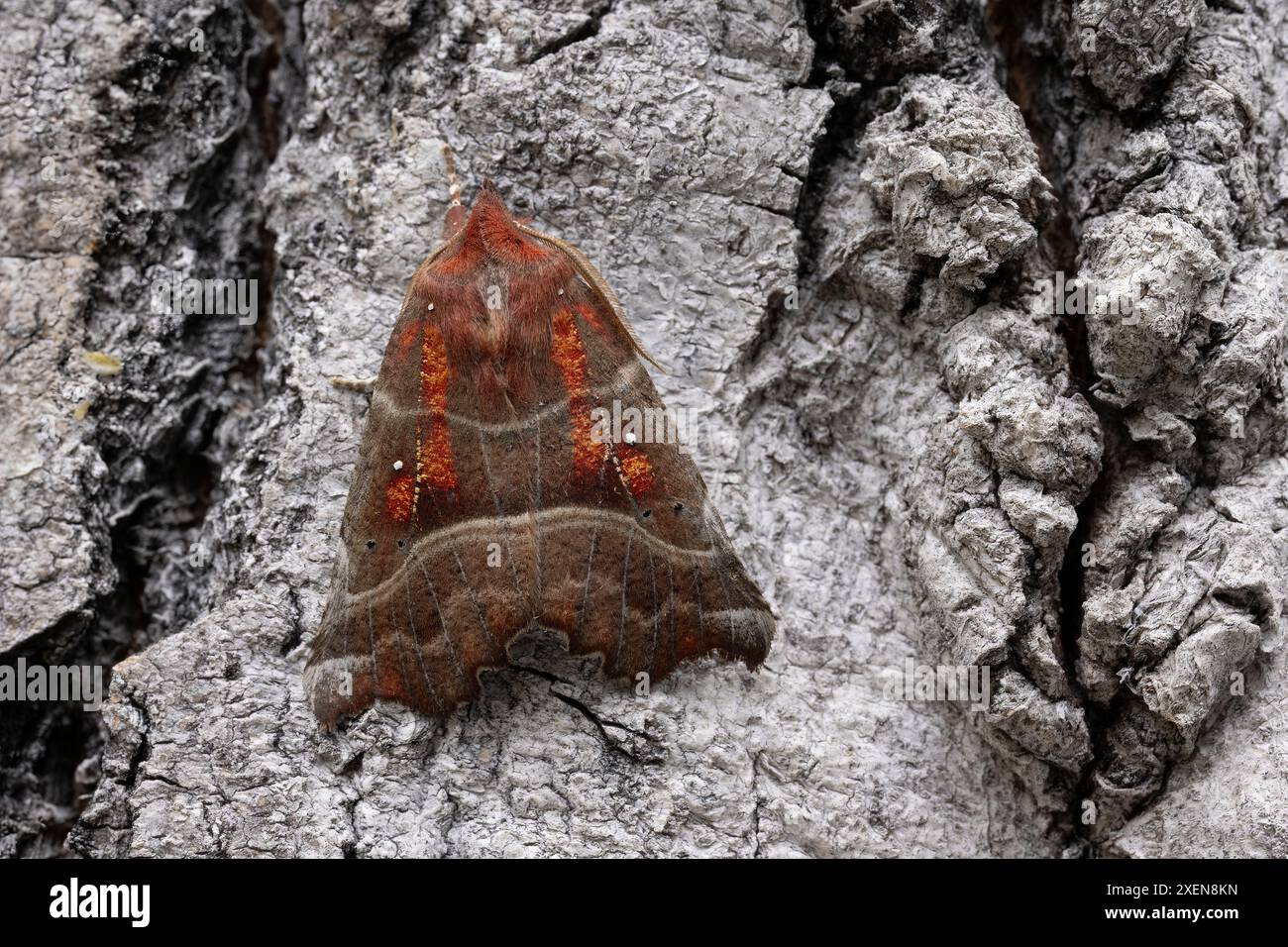 Einzigartige Motte auf Baumrinde in Yukon, Kanada; Watson Lake, Yukon, Kanada Stockfoto