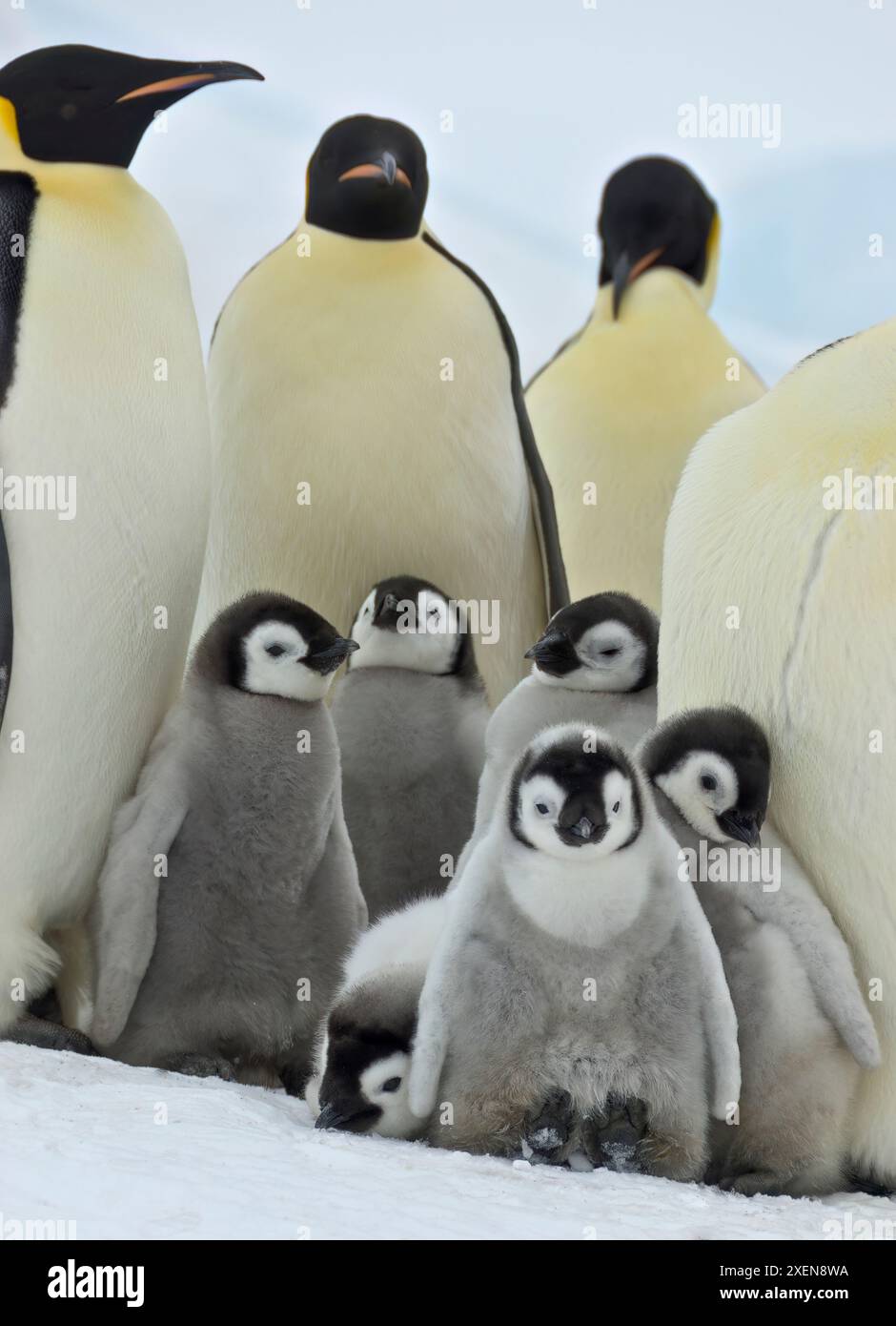 Nahaufnahme einer Gruppe von Kaiserpinguinen (Aptenodytes forsteri), die dicht zusammen mit Küken standen, Atka Bay Colony Stockfoto