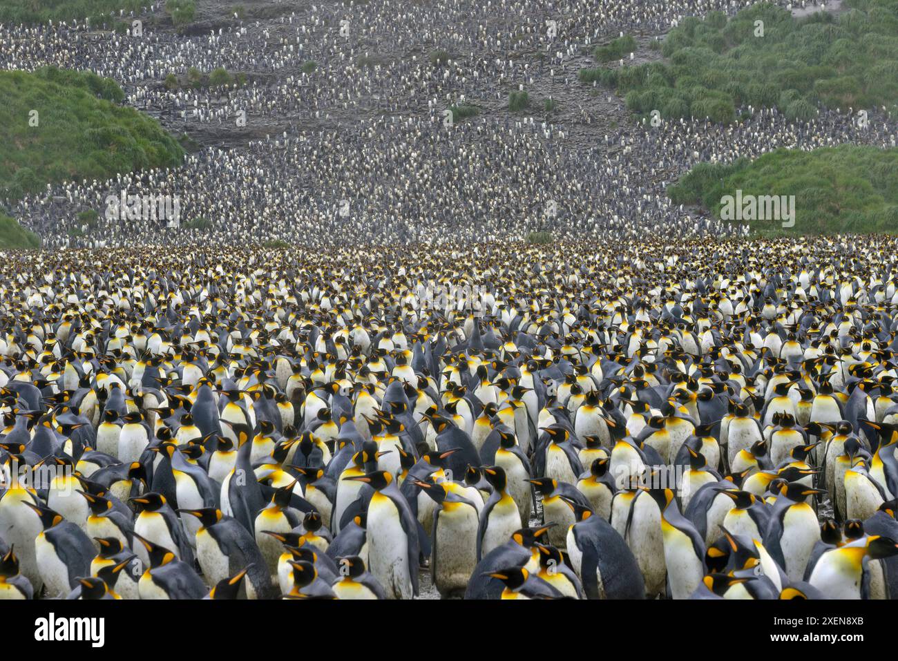 Riesige Kolonie von Königspinguinen (Aptenodytes patagonicus), die nahe beieinander am Ufer der Salisbury Plain auf South Georgia Island stehen Stockfoto