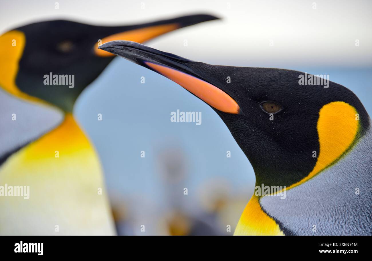 Nahporträt eines Königspinguins (Aptenodytes patagonicus), mit Mate im Hintergrund, Salisbury Plain; South Georgia Island Stockfoto