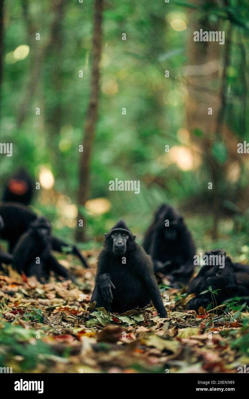 Gruppe von Celebes-Haubenmakaken (Macaca nigra), die auf dem Boden in gefallenen Blättern im Tangkoko Batuangus Nature Reserve, Indonesien, sitzen Stockfoto