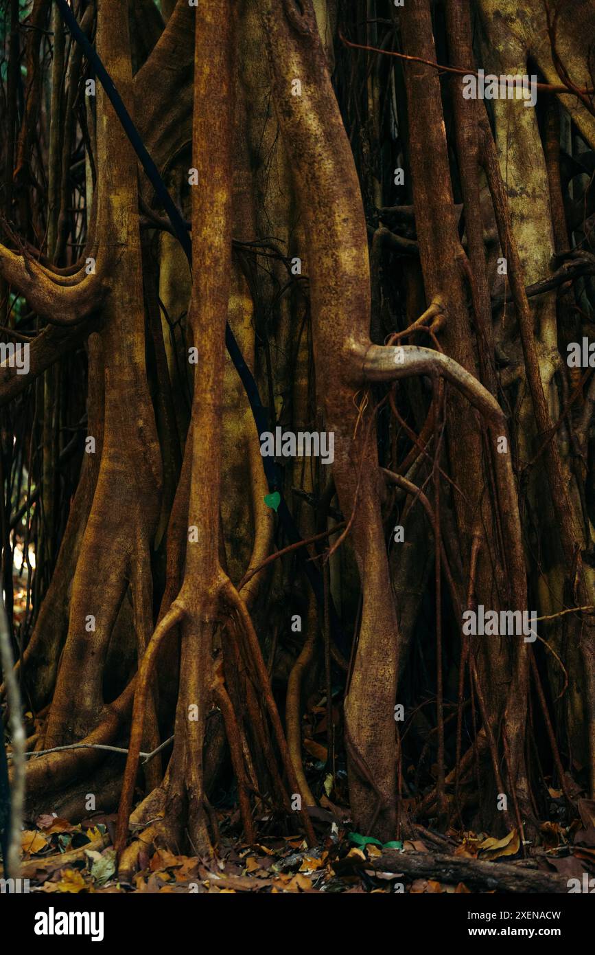 Nahaufnahme des komplexen Wurzelsystems und der Baumstämme im Tangkoko Batuangus Nature Reserve, Sulawesi Utara, Indonesien Stockfoto