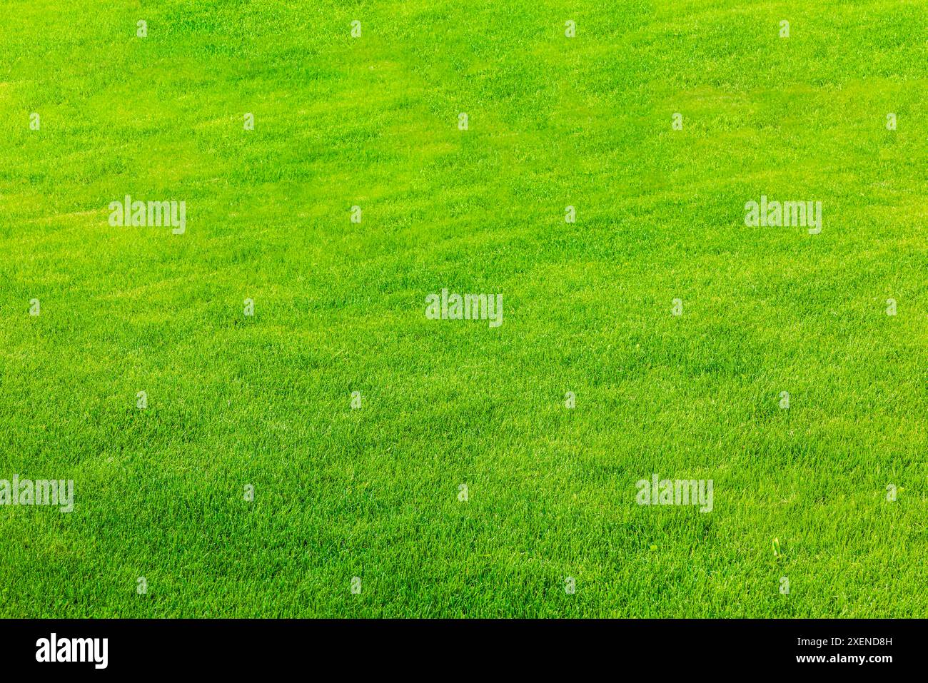 Wunderschöner Blick auf den privaten Garten mit üppig grünem Rasen. Stockfoto