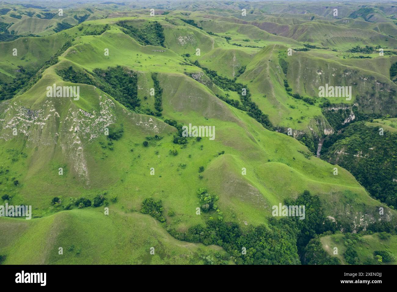 Grüne Landschaft mit Graten und baumbewachsenen Hängen in Puru Kambera Savannah, Nusa Tenggara Timur, Indonesien Stockfoto