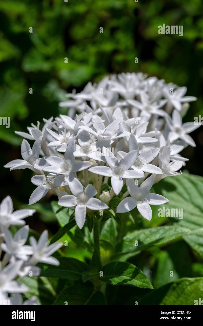 Weiße Penta-Blüten Stockfoto