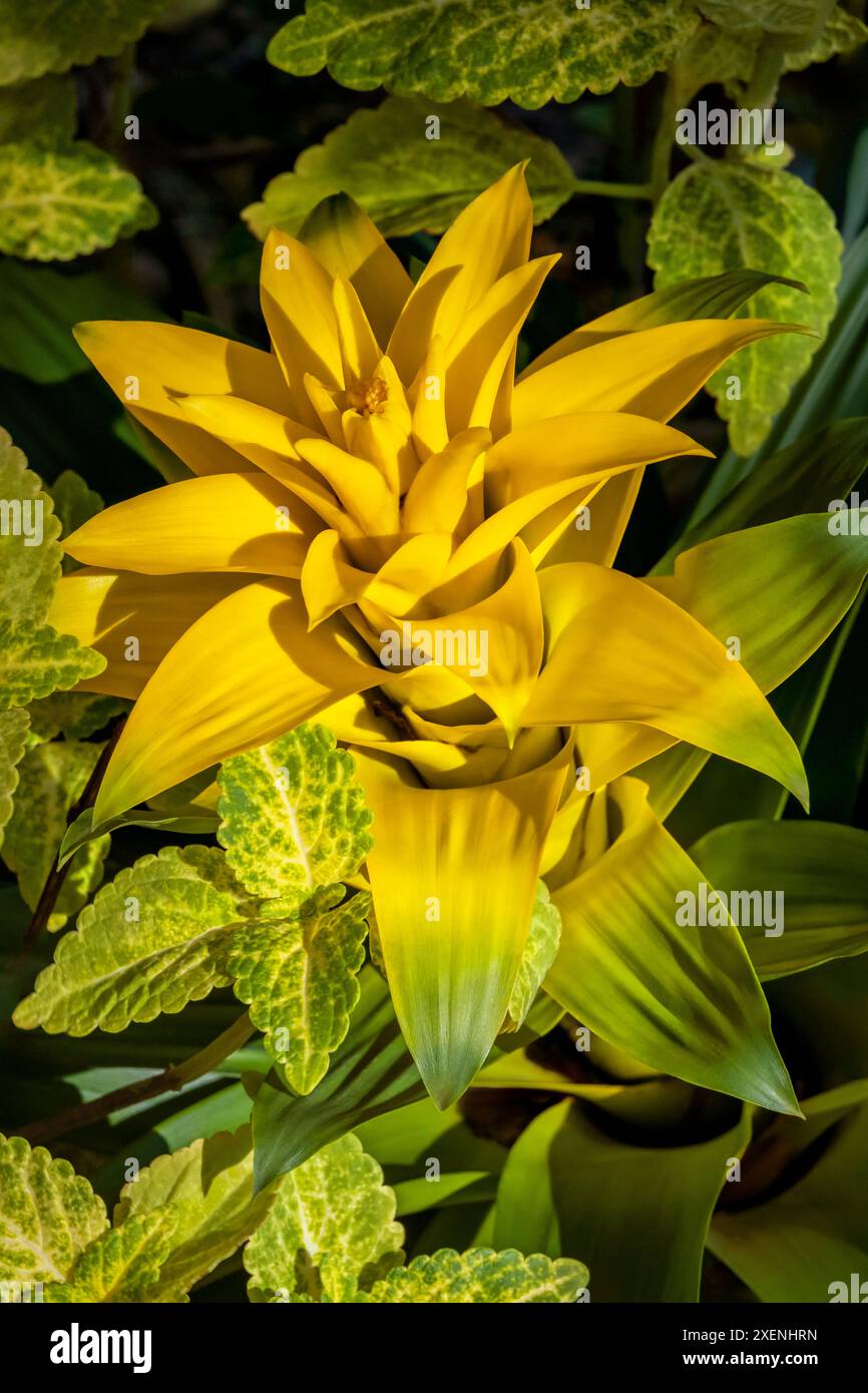 Gelbe Bromelie Stockfoto