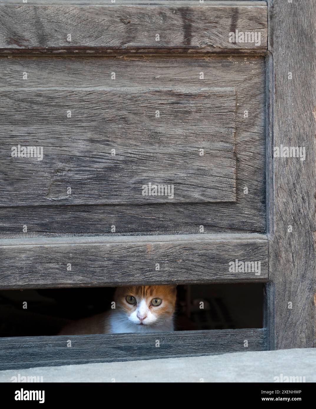 Katze, die durch die fehlende Verkleidung in der Tür schaut. Stockfoto