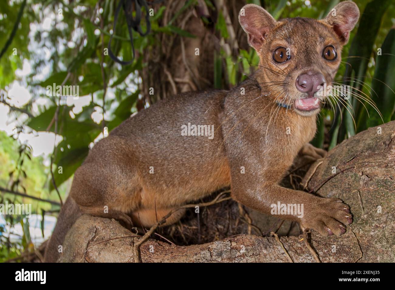 Gefährdete bösartige Fossa. Stockfoto