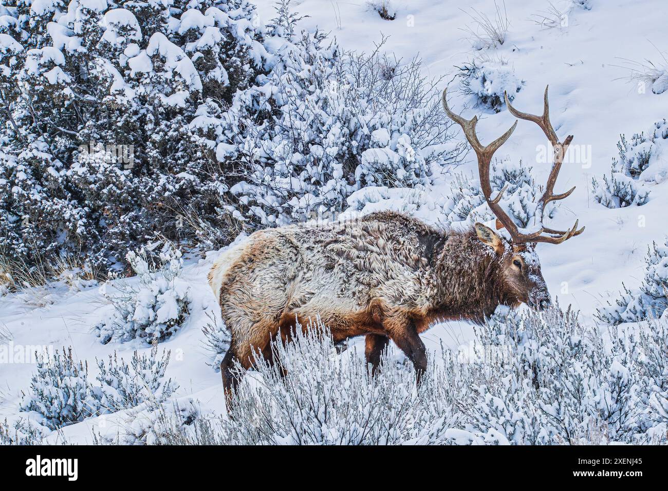 Bullenelche im Winter in der Northern Range des Yellowstone National Park Stockfoto