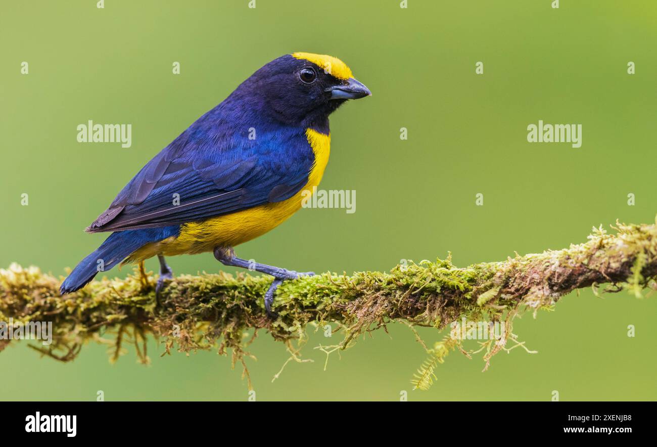 Euphonien mit Orangenkrone, Nebelwald, Ecuador Stockfoto