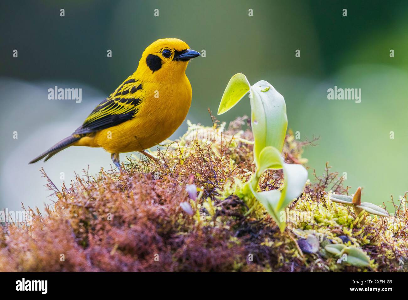 Goldener Tanager zu Hause im üppigen Nebelwald Ecuadors Stockfoto