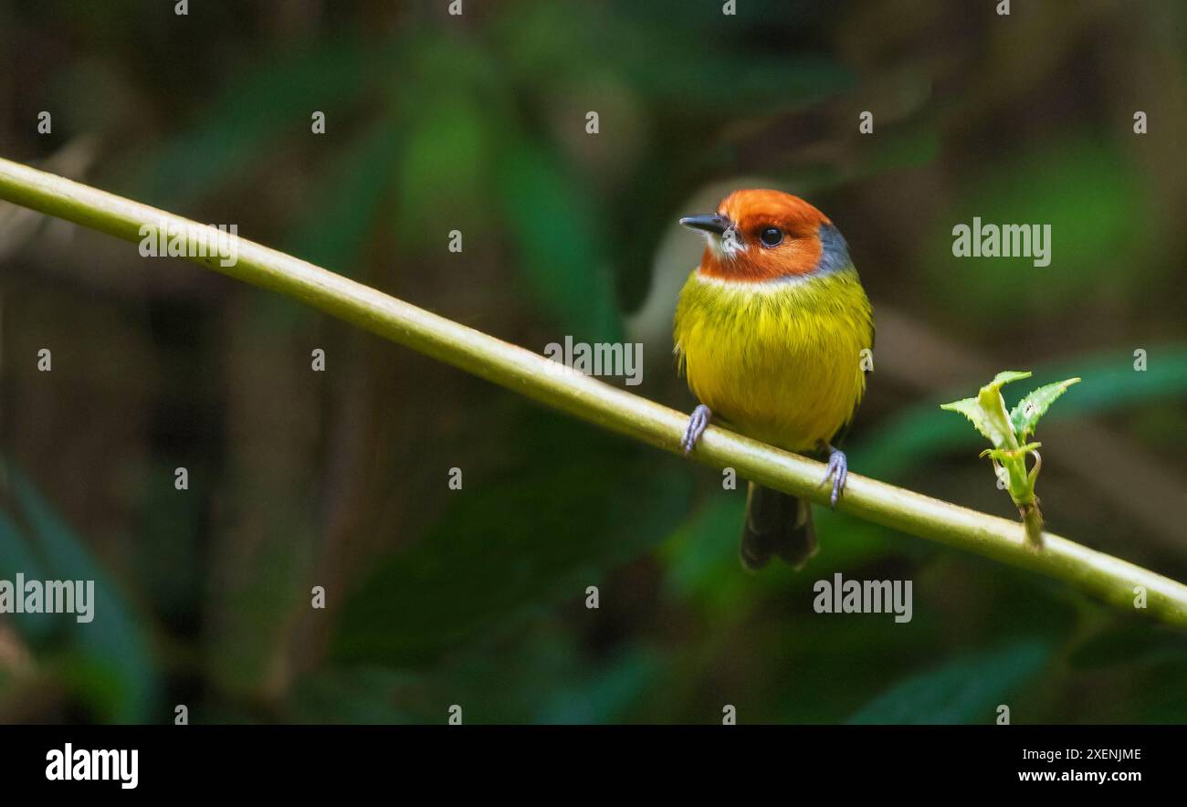 Johnsons kleiner Fliegenfänger, der im tiefen Wald von Nord-Peru nach einer Mahlzeit sucht Stockfoto