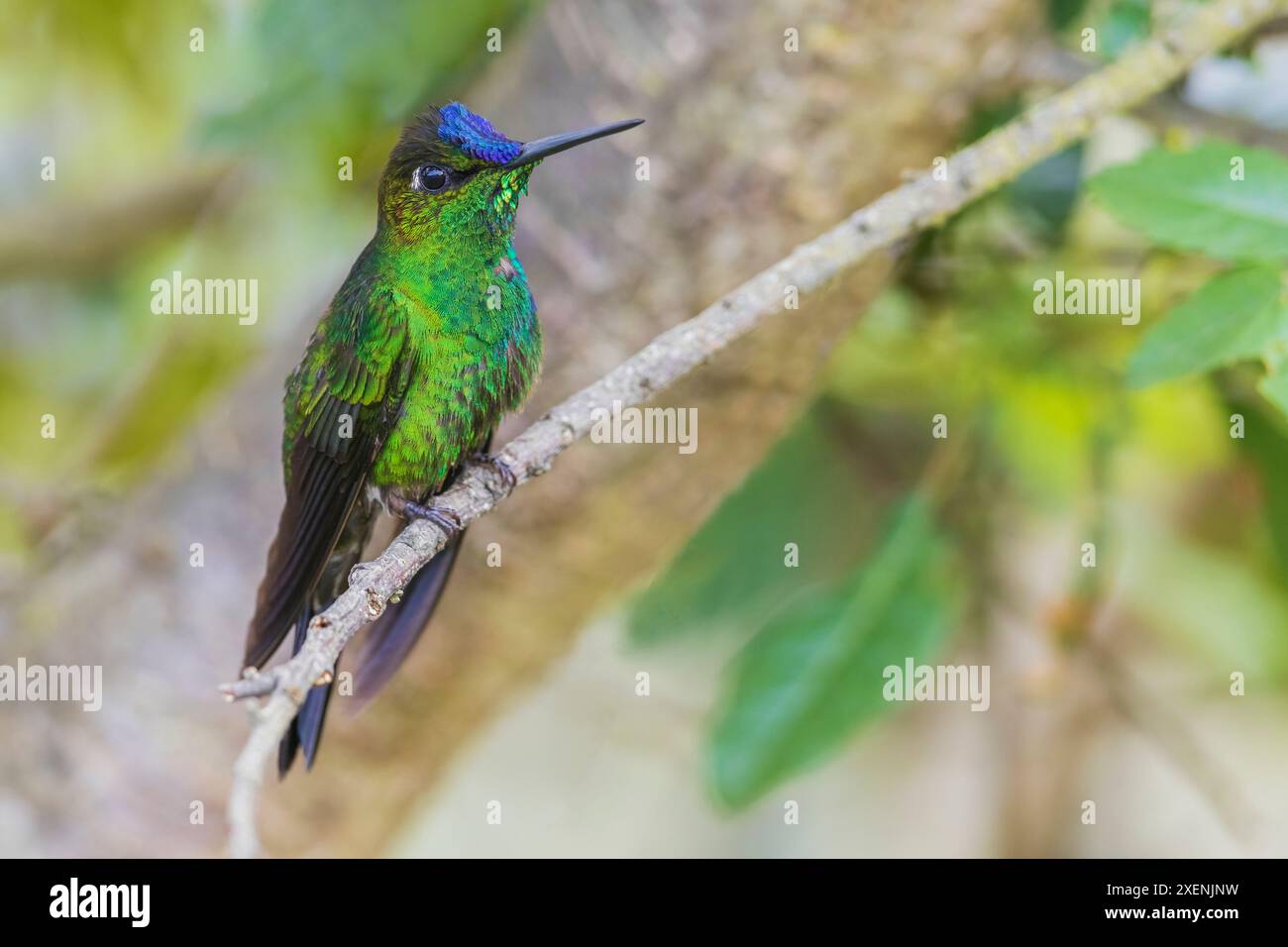 Violettfarbene Brillantpausen für eine Pause im Bergwald Perus Stockfoto