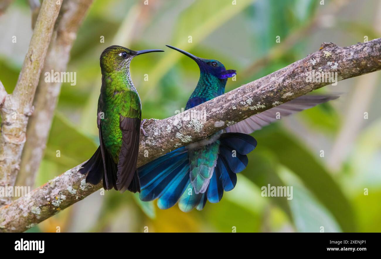 Im Bergwald Perus begegnen sich leuchtende Violett-Front (weiblich) und ein funkelndes Violett-Ohr Stockfoto