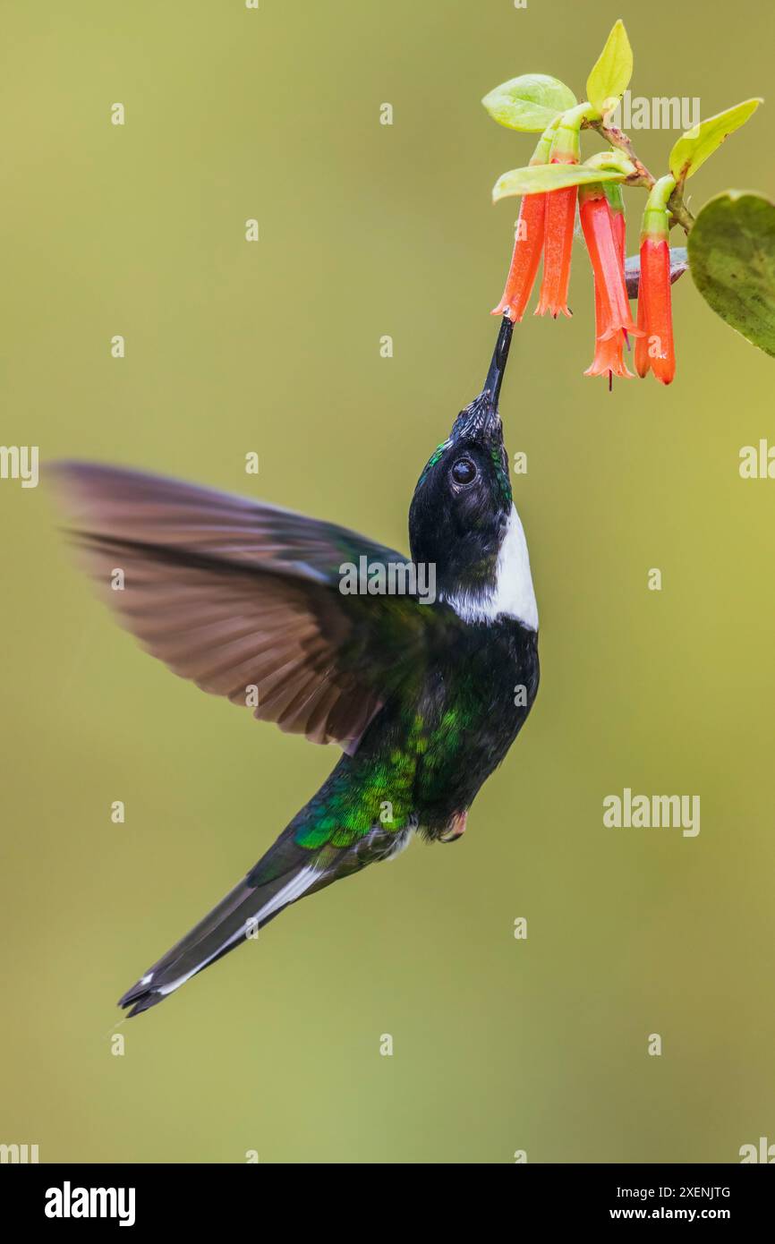 Inka-Kolibri mit Kragen auf der Suche nach dem Flügel, Bergwald von Peru Stockfoto