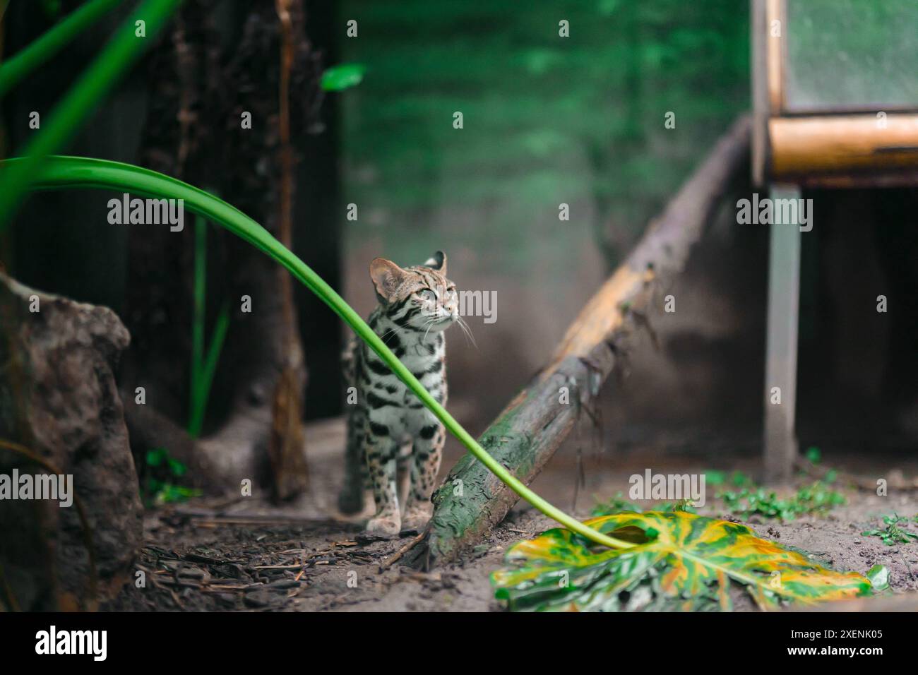 Die Leopardenkatze Prionailurus bengalensis, eine kleine Wildkatze aus Asien, patrouilliert nach Regen in einem Zoo in China. Sehr süß, aber gefährlich Stockfoto