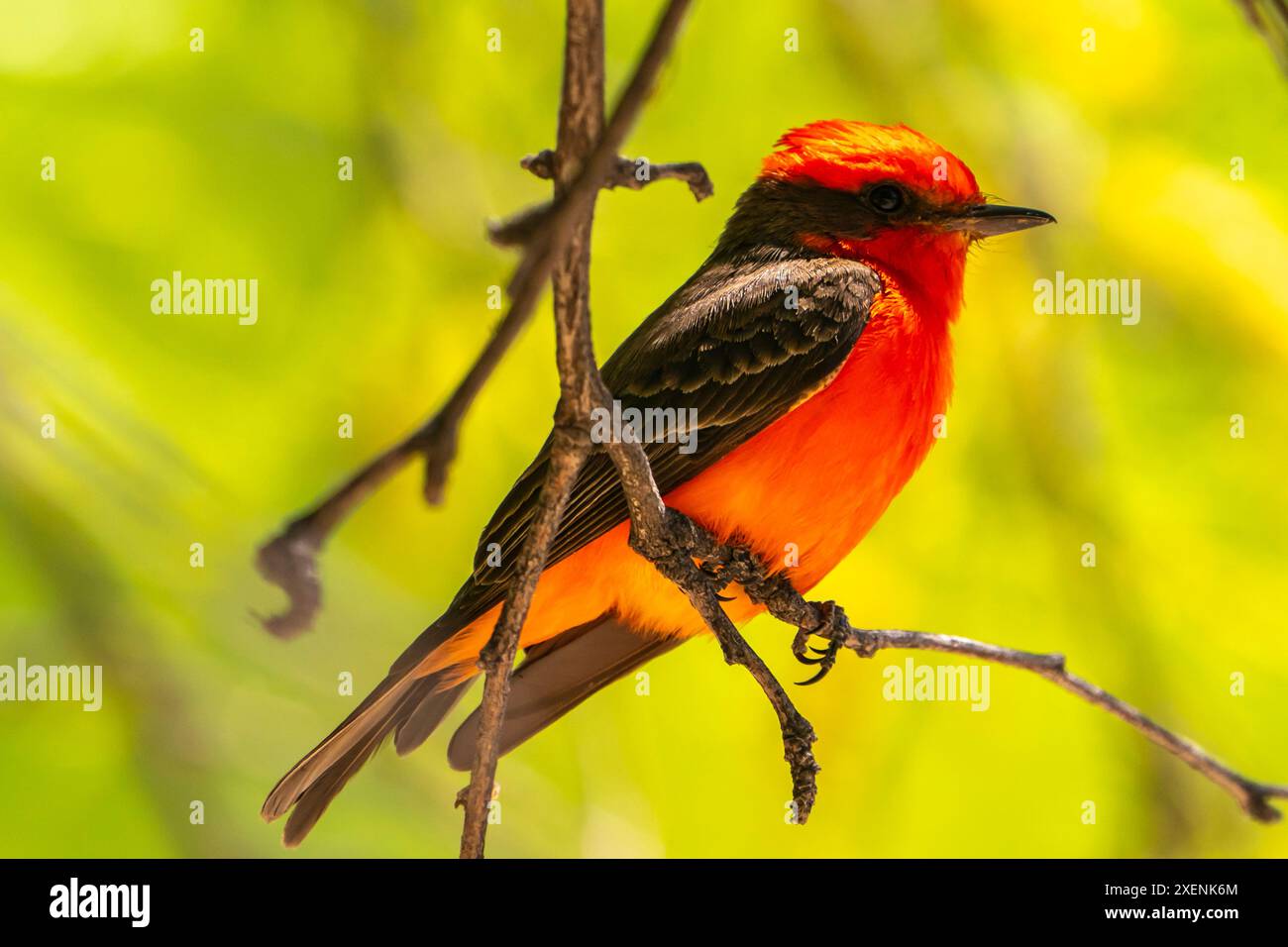 USA, Arizona. Männlicher Zwirn-Fliegenfänger singen. ©Cathy & Gordon Illg / Jaynes Gallery / DanitaDelimont.com Stockfoto