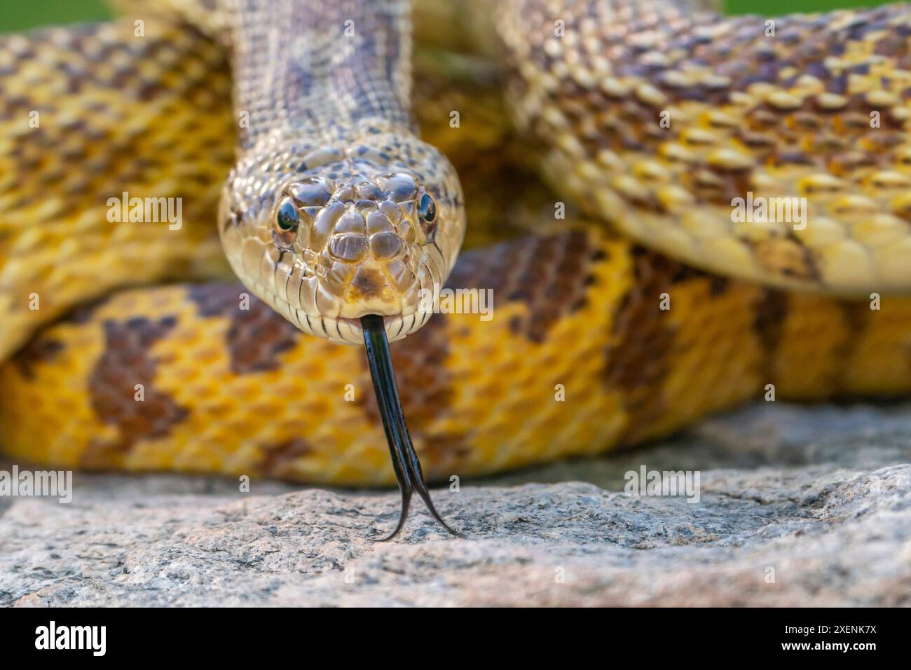 USA, Arizona. Nahaufnahme einer Gefangenen Gopher-Schlange. ©Cathy & Gordon Illg / Jaynes Gallery / DanitaDelimont.com Stockfoto