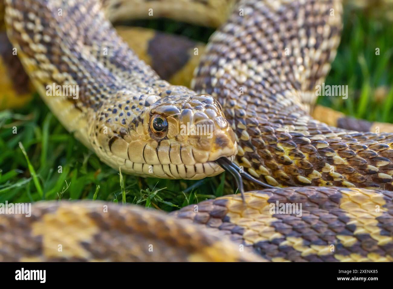 USA, Arizona. Nahaufnahme einer Gefangenen Gopher-Schlange. ©Cathy & Gordon Illg / Jaynes Gallery / DanitaDelimont.com Stockfoto