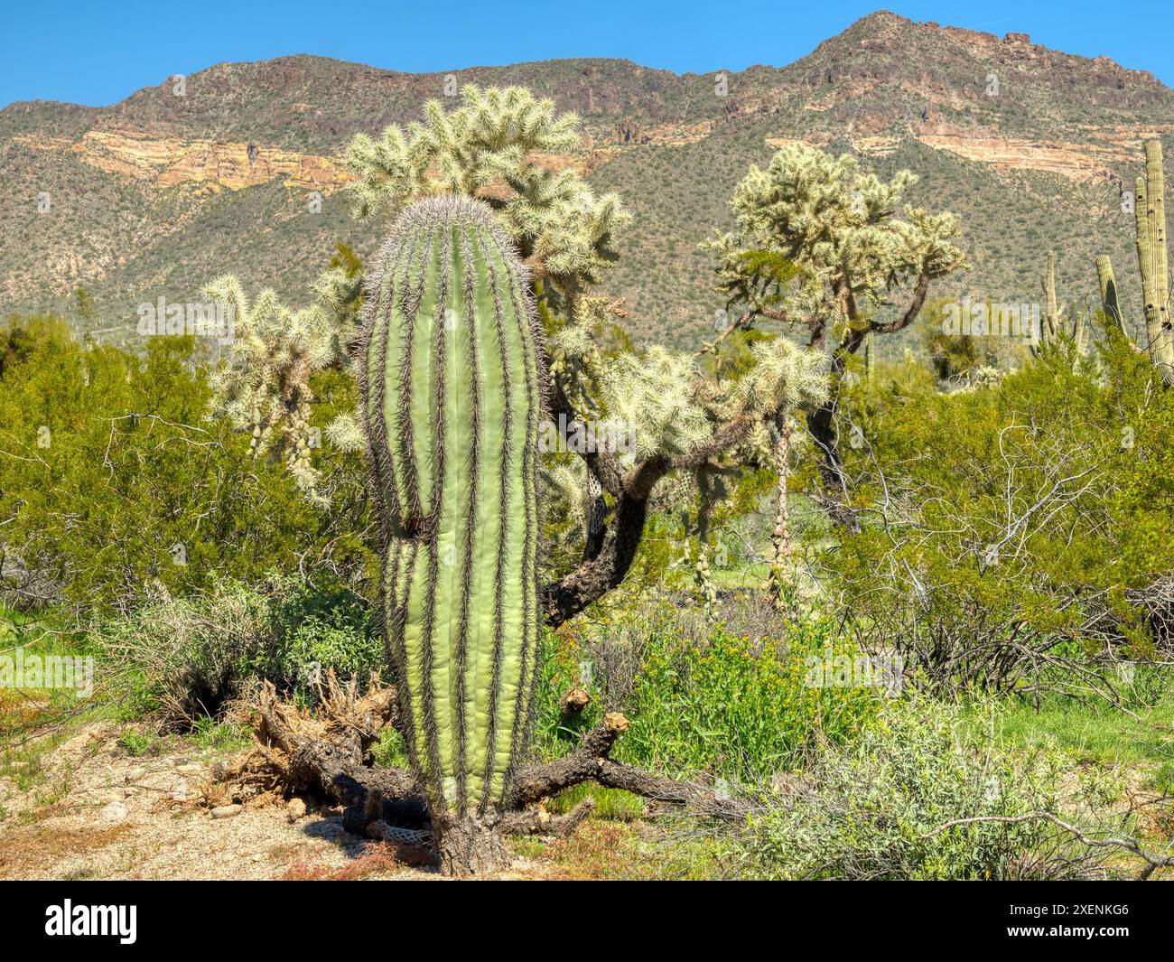 Arizona, Sonora-Wüste, Tonto National Forest. Kalifornischer Fass-Kaktus mit Kettenfrucht-cholla-Kaktus Stockfoto