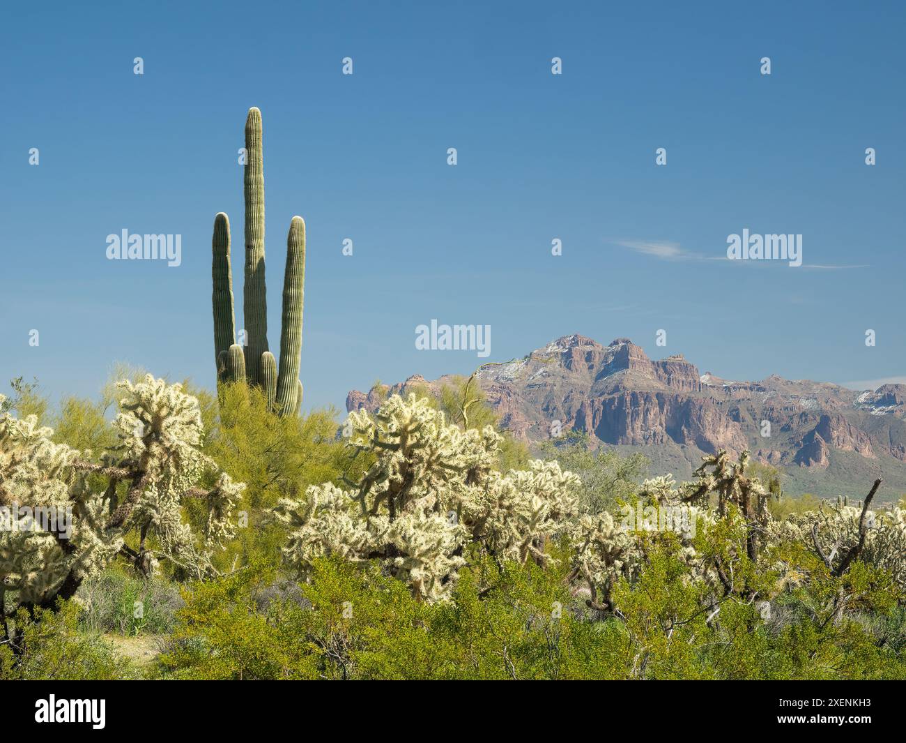 Arizona, Sonora-Wüste, Tonto National Forest. Alter Saguaro-Kakteen mit Kettenfrucht cholla-Kakteen und Pass Mountain Stockfoto