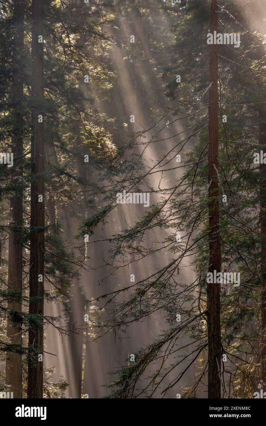 Nebelrochen in den Redwoods im Lady Bird Johnson Grove im Redwood National and State Park im Humbolt County, Kalifornien, USA. Stockfoto