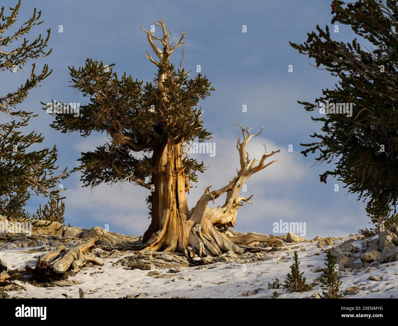 Der alte Bristlecone Pine Forest, Herbst, White Mountains, Big Pine, Kalifornien Stockfoto