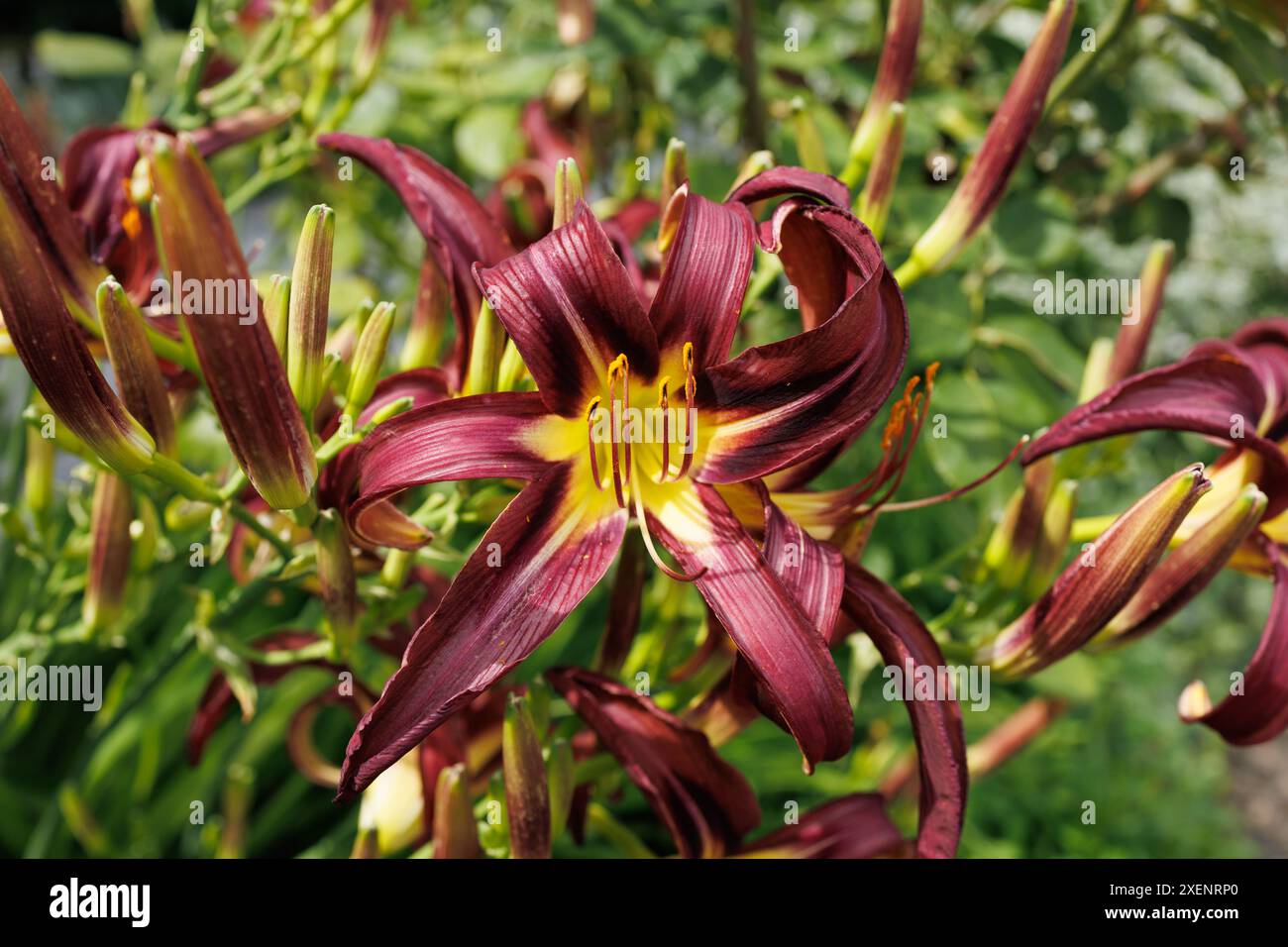 Das Foto zeigt das Detail einer Lilienblume mit kastanienfarbenen Blüten, die sich in ein helles gelbes Zentrum mit langen langen Stamen verwandeln Stockfoto