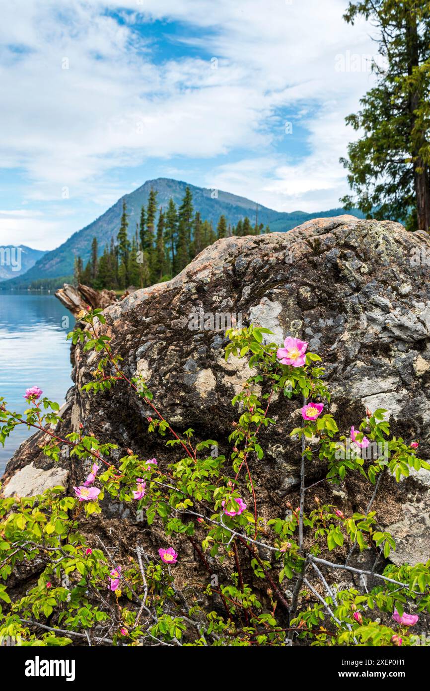 Wilde Rosen wachsen zwischen Felsbrocken am Ufer des Wenatchee River, mit den Cascade Mountains in der Ferne. Stockfoto