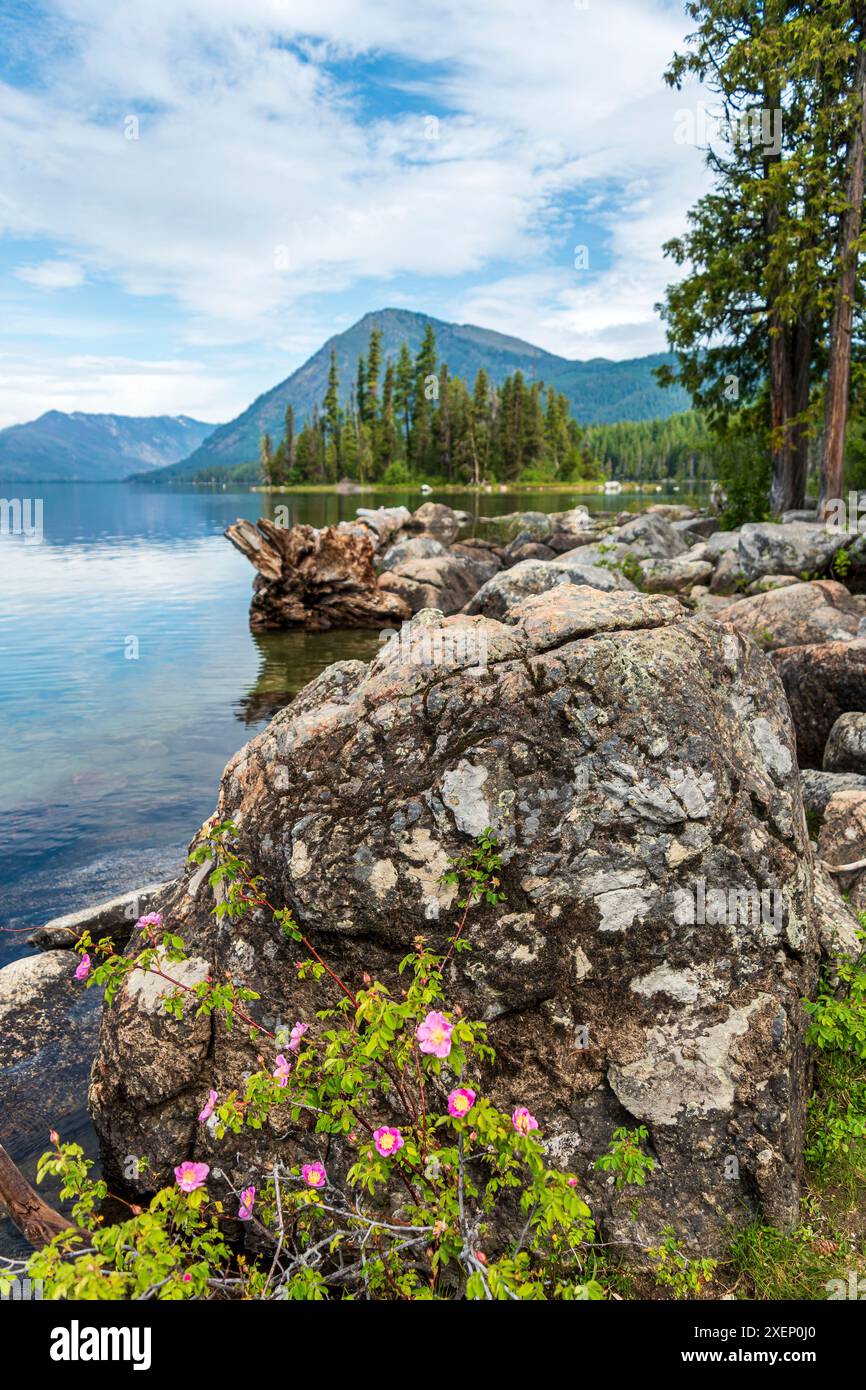 Wilde Rosen wachsen zwischen Felsbrocken am Ufer des Wenatchee River, mit den Cascade Mountains in der Ferne. Stockfoto