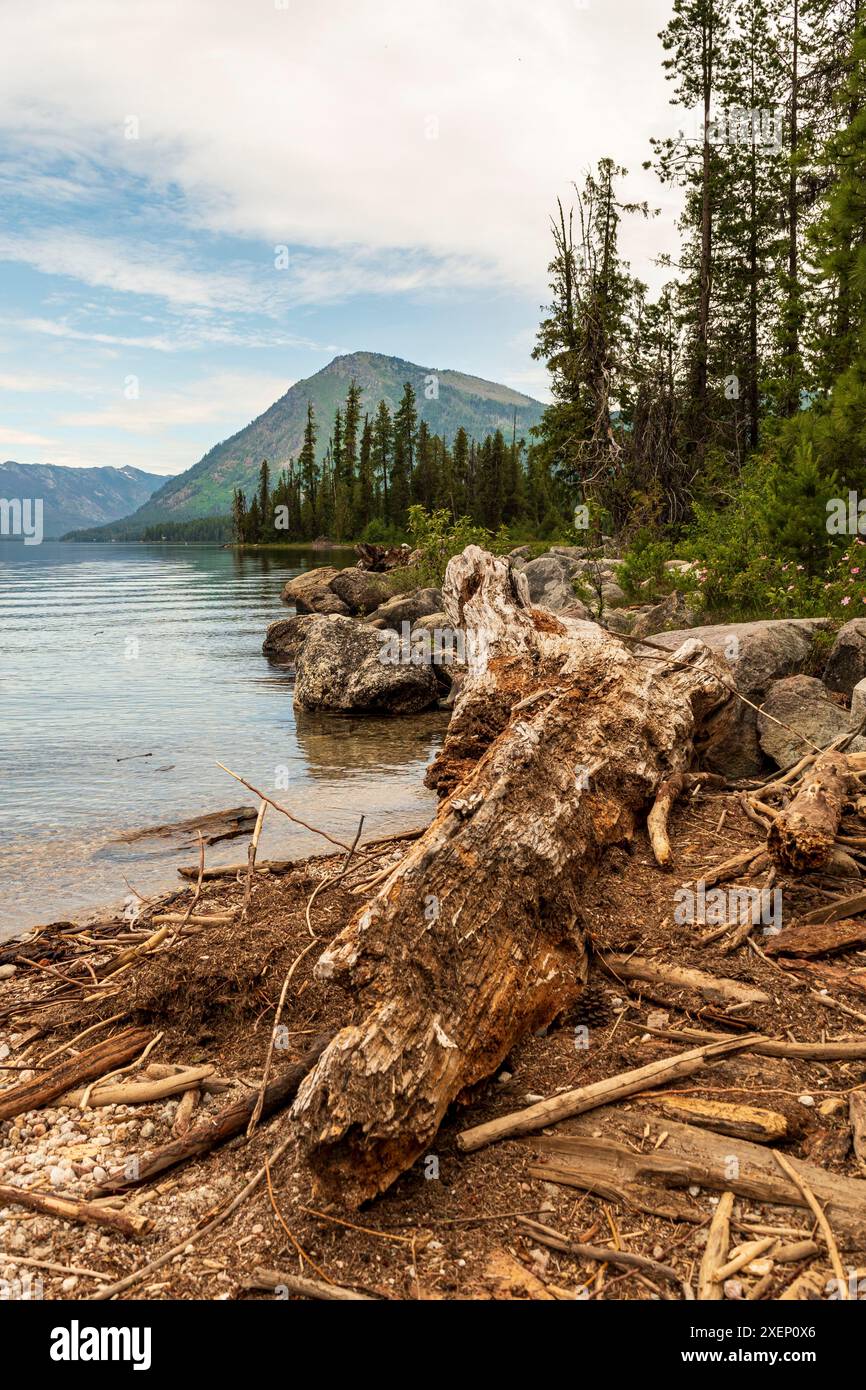 Gefallener Baum am Lake Wenatchee Stockfoto