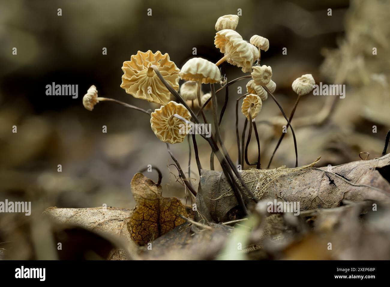 Die zerbrechlichen Halspilze sind wirklich faszinierende Kunstwerke auf dem Waldboden. Die weißlichen bis cremefarbenen Kappen stehen im Kontrast zu den dünnen Stielen. Stockfoto