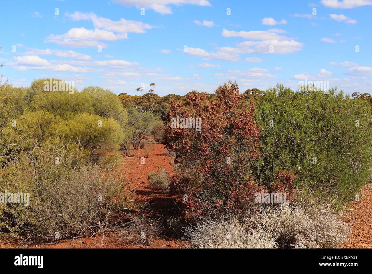 Farbenfrohe Frühlingslandschaft der westaustralischen Goldfelder mit rot blühendem Hopfenbusch (Dodonaea lobulata) davor (Kalgoorlie, Australien) Stockfoto