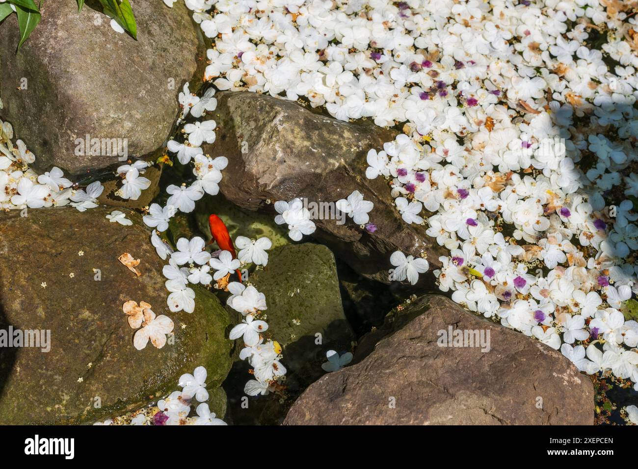 Ein Goldfisch schwimmt unter einem Haufen schwimmender Blütenblätter, zwischen Felsen in einem Wasserteich, der ein Wasserelement eines Landschaftsgartens ist, während eines s Stockfoto