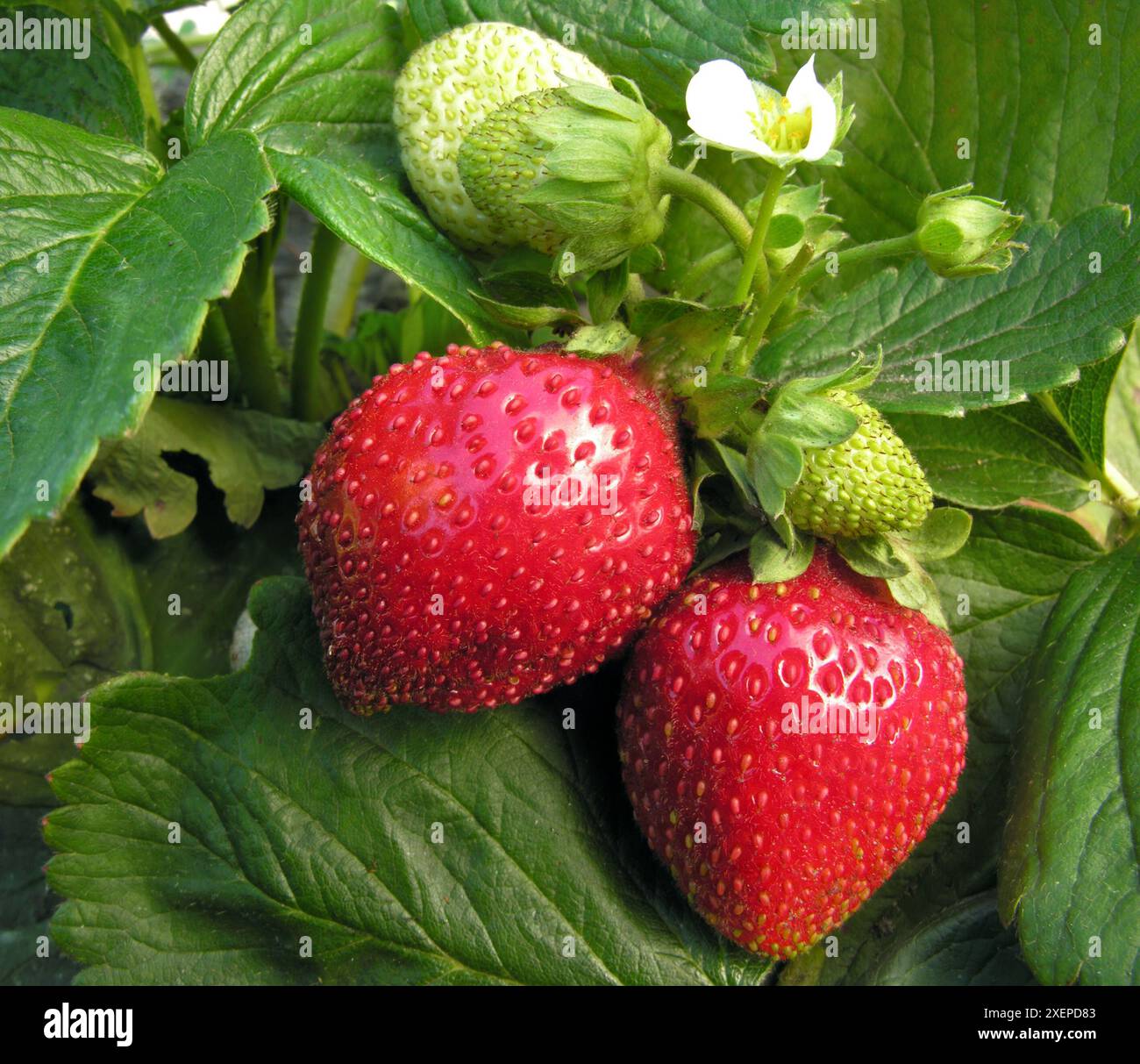 Nahaufnahme der Reifen Bio-Erdbeere im Garten Stockfoto