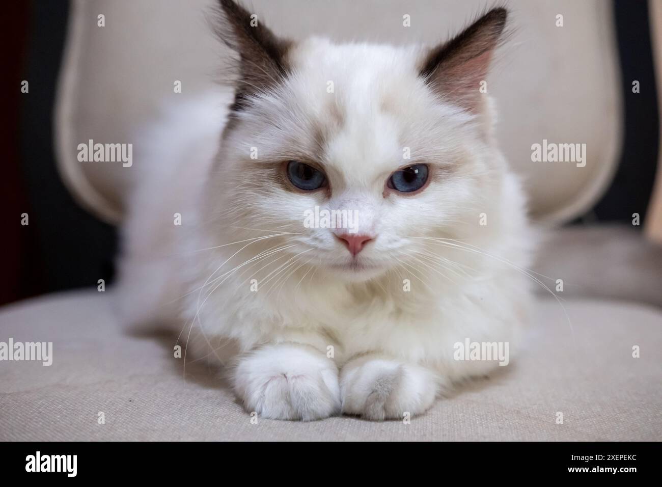 Süße, kleine Ragdoll-Katze. 4 Monate alt Stockfoto