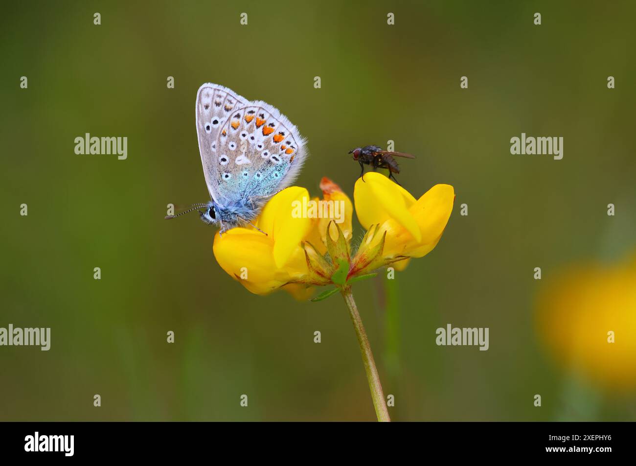 Gemeiner blauer Schmetterling, der eine Vogelfuß-Dreibeinblume mit einer Hausfliege teilt. County Durham, England, Großbritannien. Stockfoto